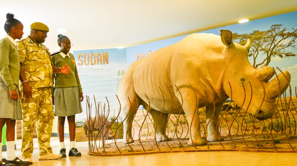 Preserved body of world’s last male northern white rhino Sudan erected at National Museum – The Star Kenya